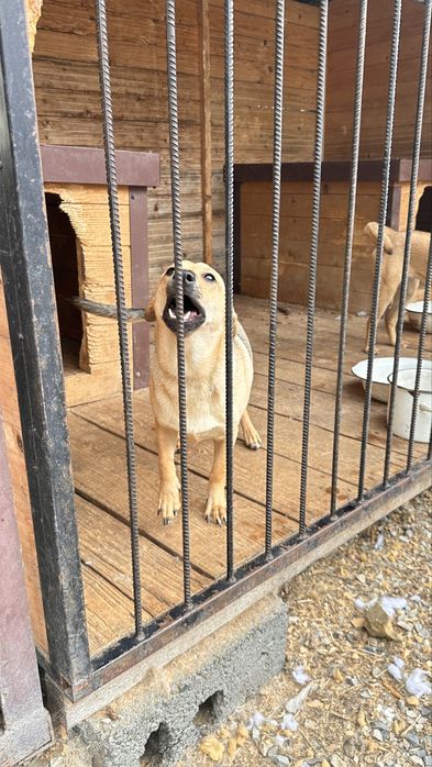 Собака в добрі руки