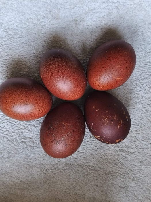 інкубаційні яйця Чорно Мідного Марана