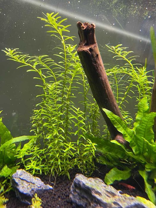 ROTALA GREEN - PLANTA AQUÁRIO