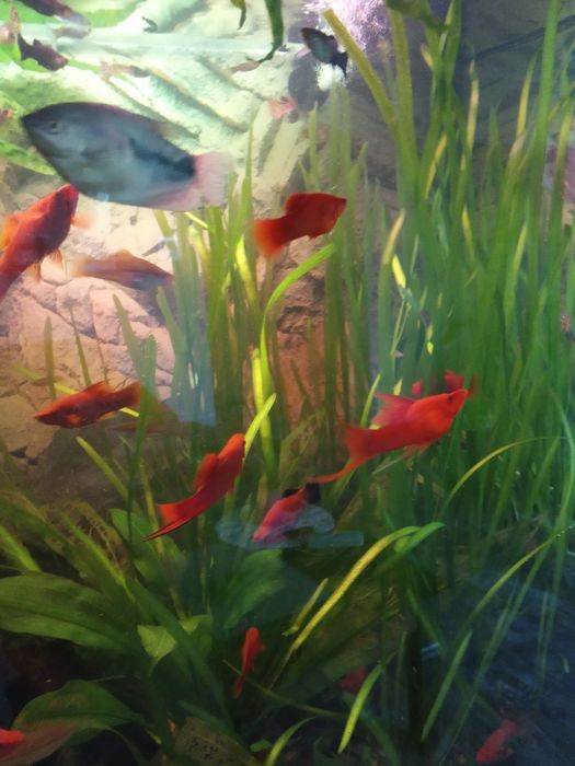 Ryby - Molinezje i Mieczyki