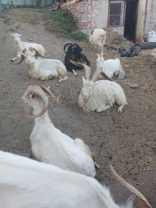 Козлики НА ПЛЕМ'Я