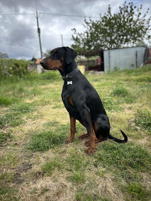 Doação de Doberman fêmea, 4 anos – adoção responsável