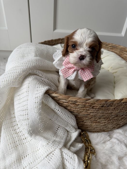 Cavalier Kinga Charles Spaniel - zarezerwowana