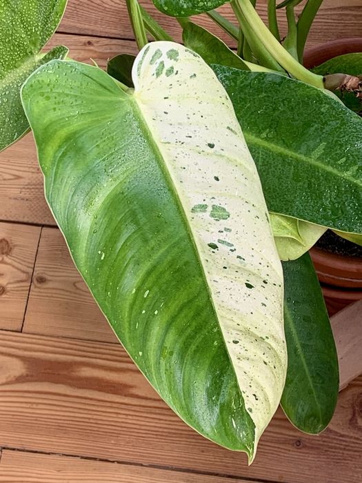 Філодендрон White Marble дорослий.