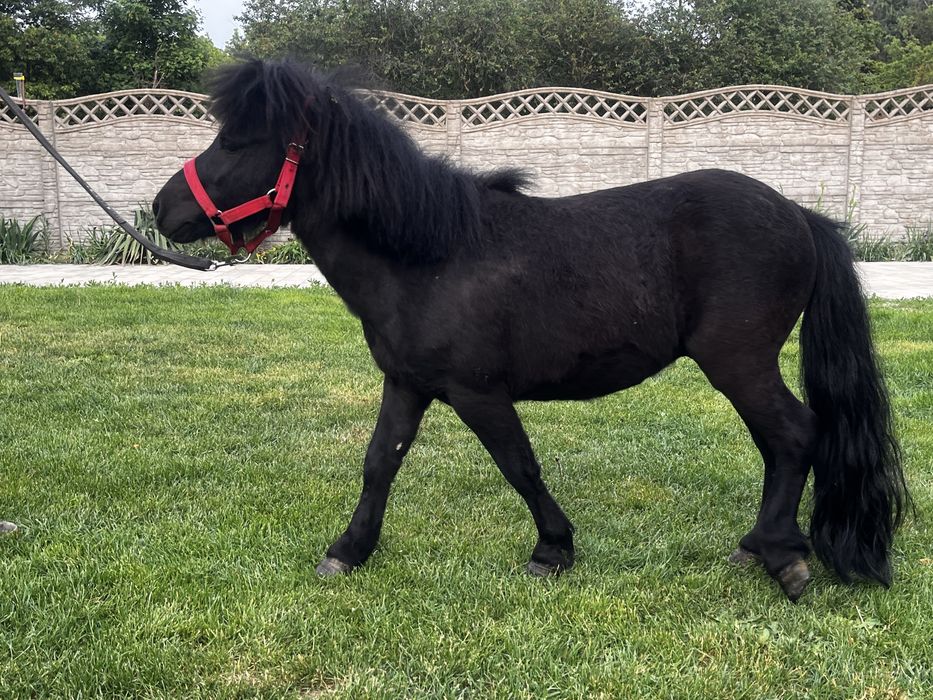 Kucyk- ogierek - kary