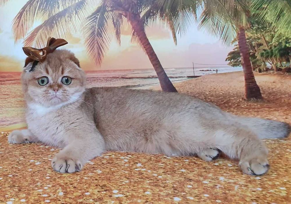 Милейшее создание, кошечка золотистого окраса