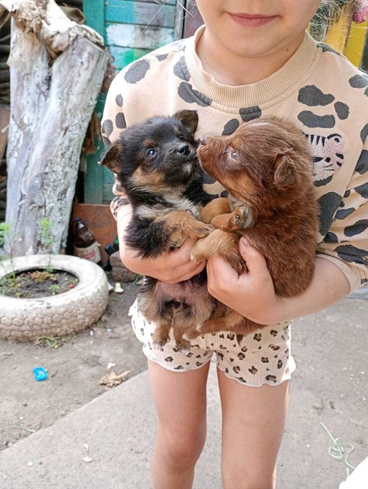 Віддам цуценят в добрі руки