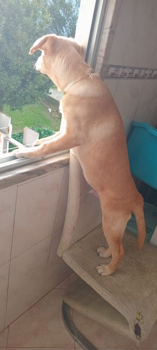 Dou labrador urgente