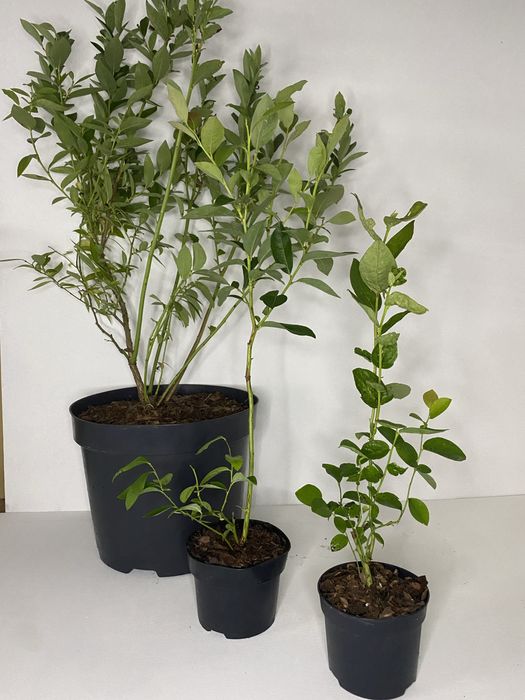 Саджанці лохини 2р .  Лохина .