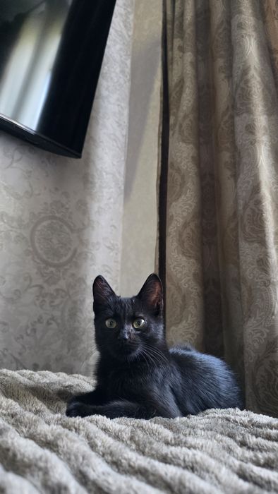 Чорне кошеня, дівчинка, в добрі руки