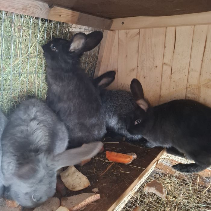 Кролі різного віку.