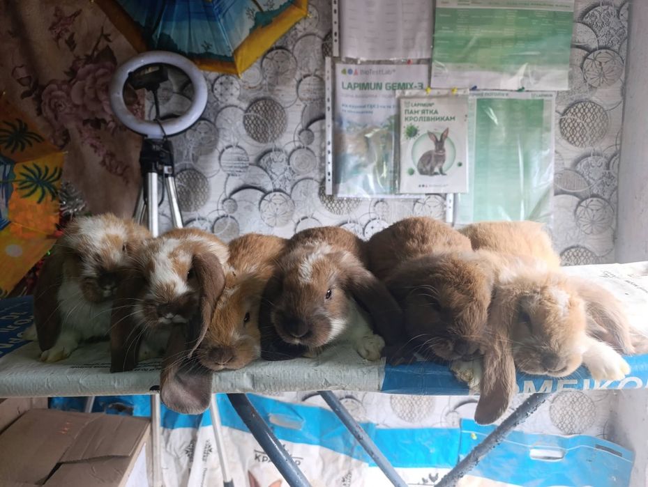 Кролики французький баран