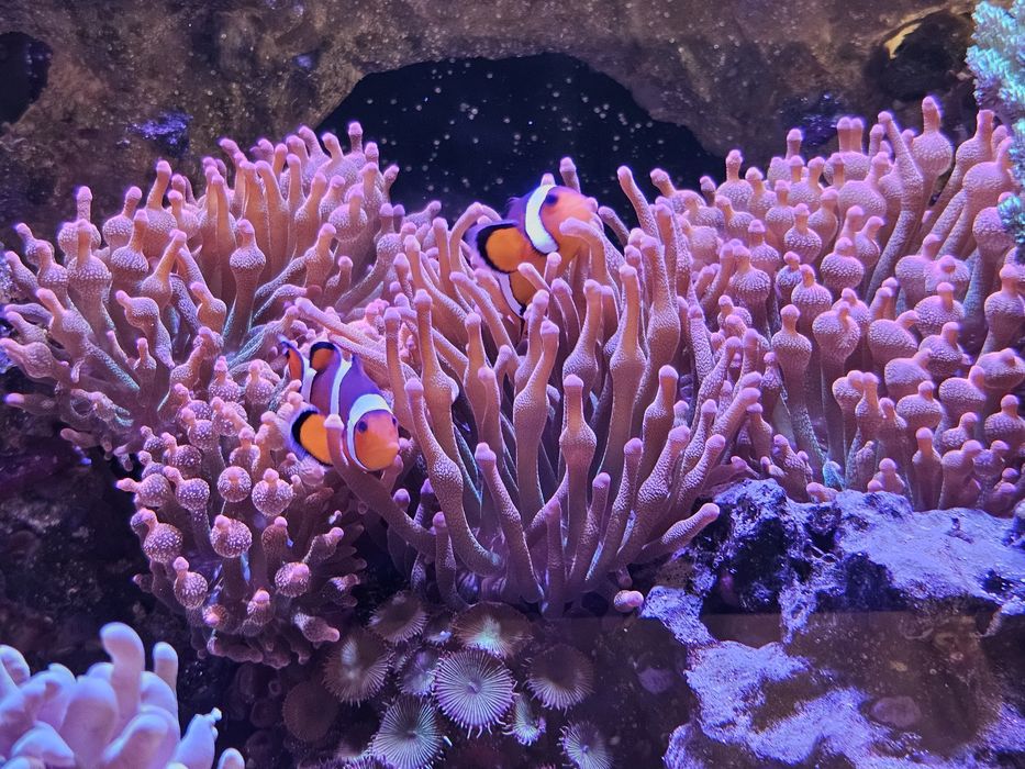 Ukwial quardicokor  po podziale