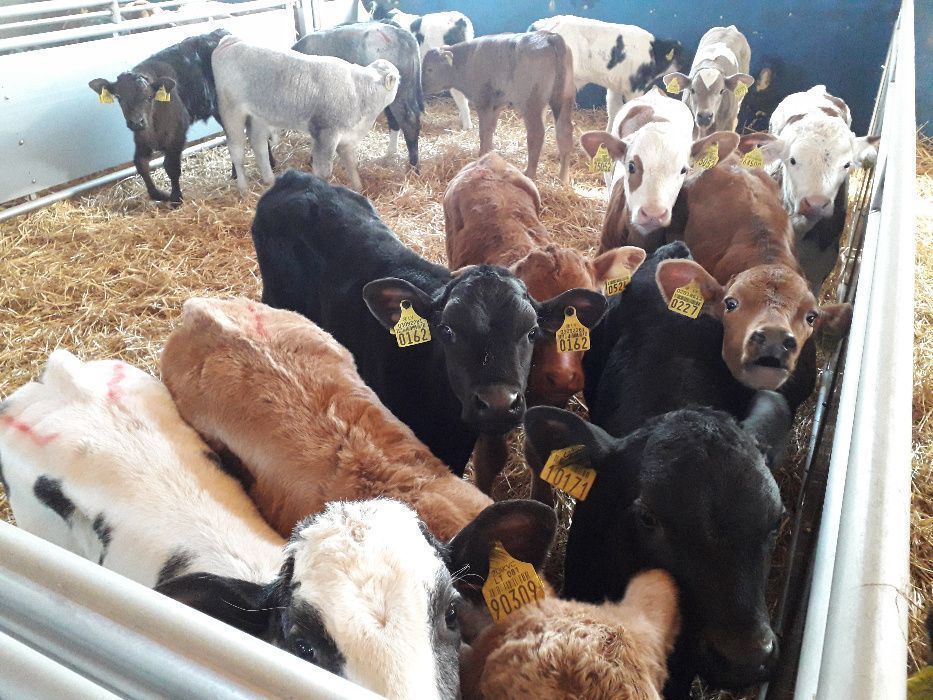 Cielaki Byczki, Jałówki Mięsne, Cielęta dowóz