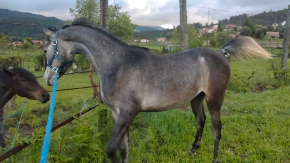 Poldro puro sangue árabe