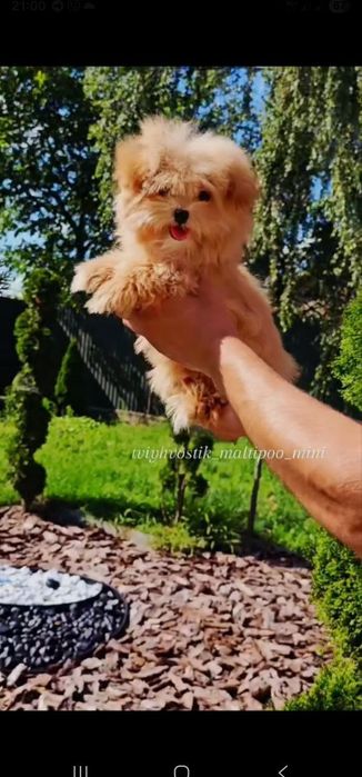 Неймовірні Мальтипу Теді в продажі ця що на фото