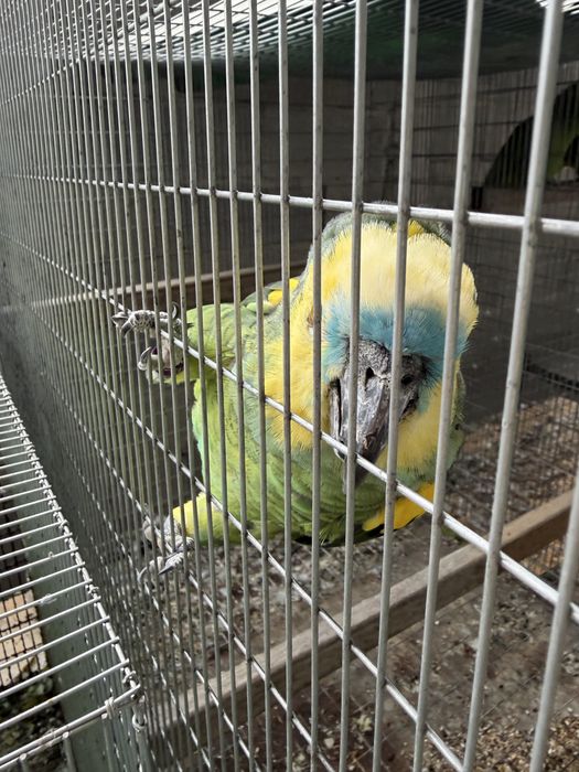 Amazona Aestiva Xanthoperyx Macho reprofutor 09