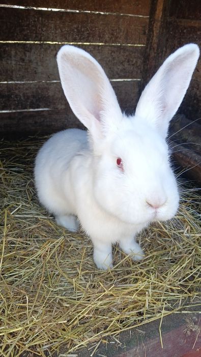 Króliki samce, samice , kotne