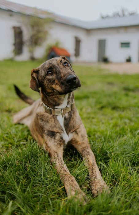 Harper pies do adopcji