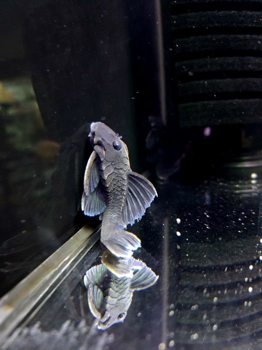 Zbrojnik L239 Baryancistrus beggini/ pleco (glonojad)