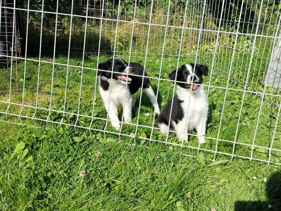 Border Collie suczka