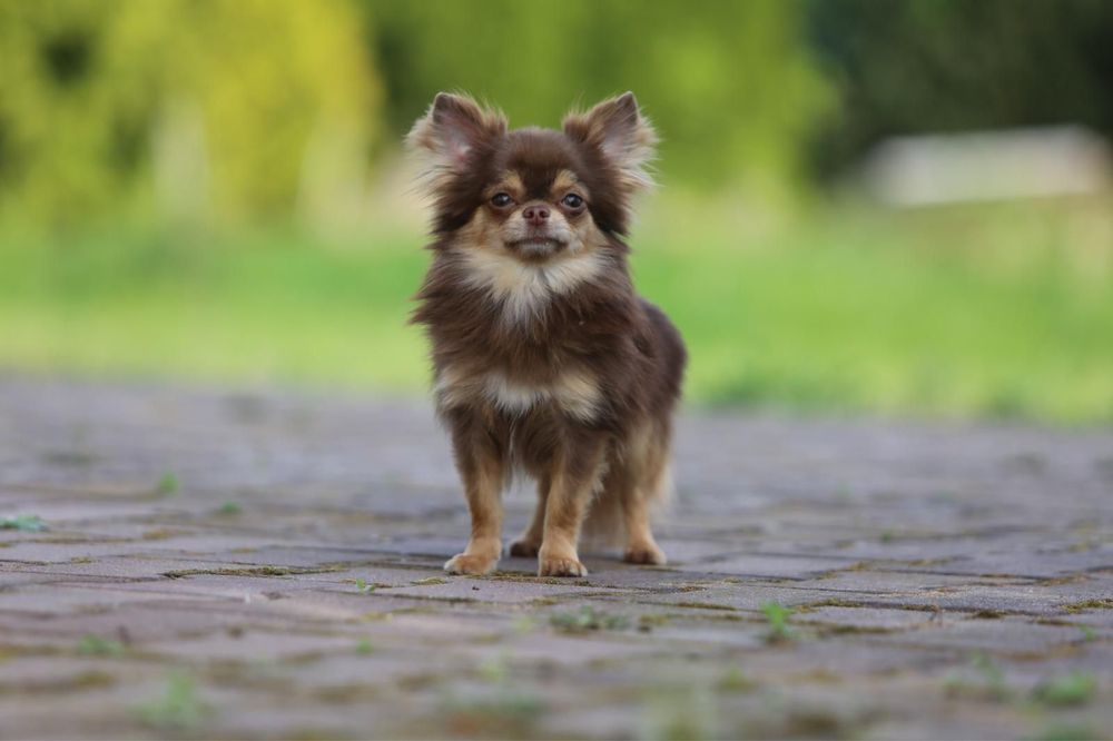 Chihuahua dlugowlosy FCI czekoladowy podpalany REPRODUKTOR