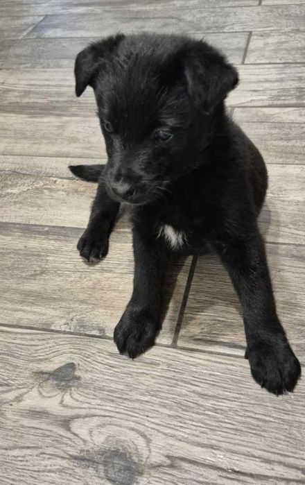 Oddam 2 pieski za darmo