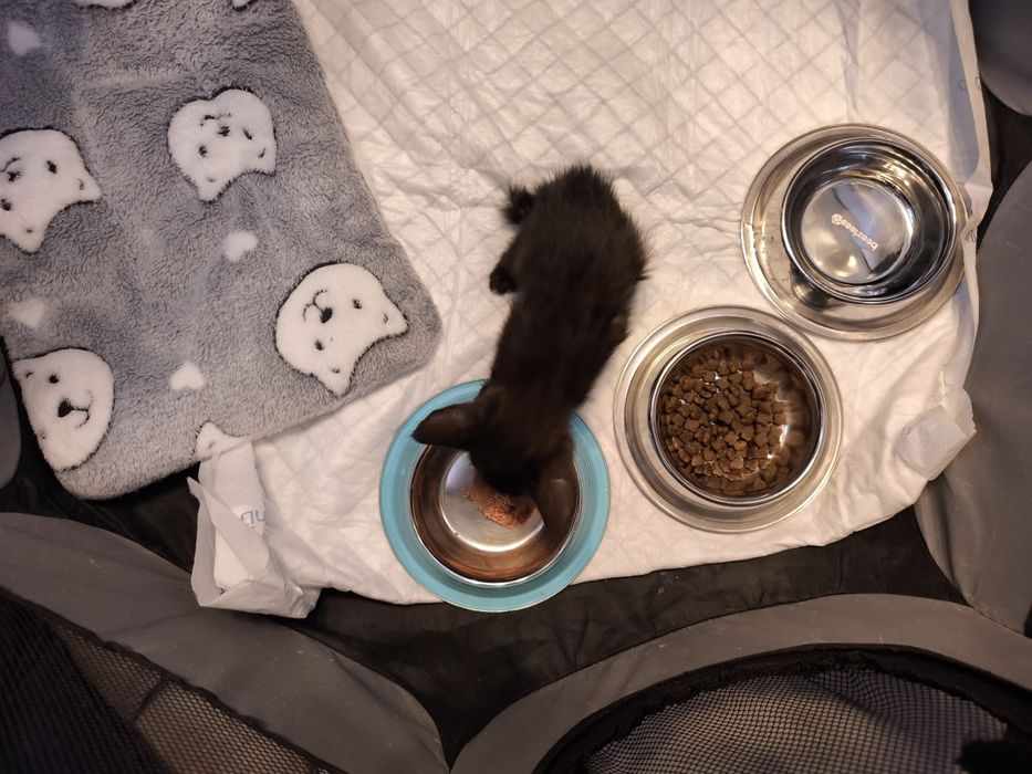 Gatinho para adoção
