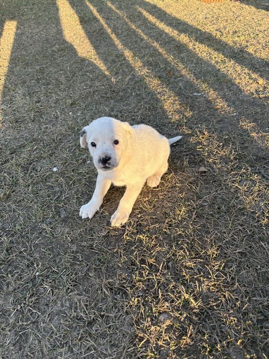 Oddam przyjazną suczkę