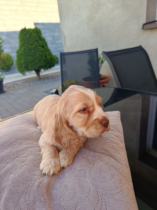 Suczka Cocker spaniel angielski