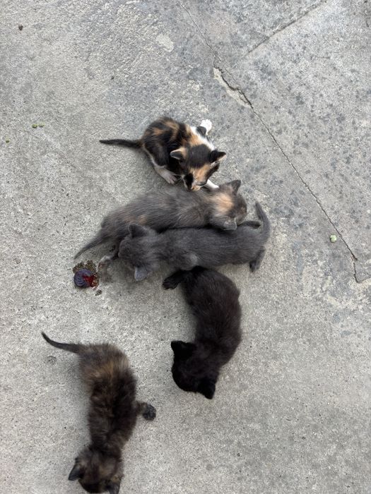 Котенятка ( в хороші руки)