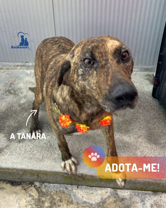 Tanara cadela porte medio