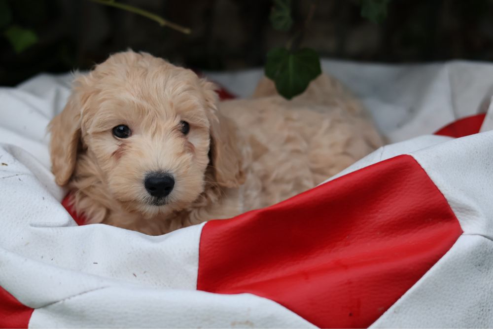 Maltipoo samiec