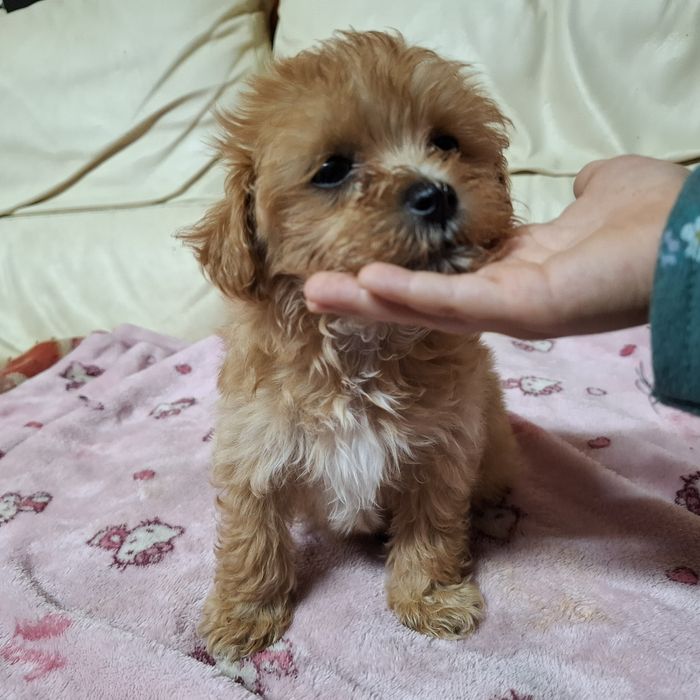 Maltipoo chłopiec