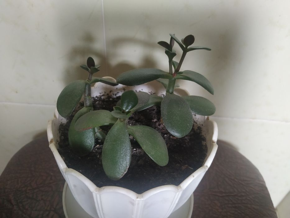 Продам крассулу, денежное дерево
