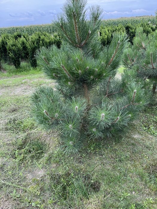 czarna sosna, jałowiec blue arrow, tuja brabant,