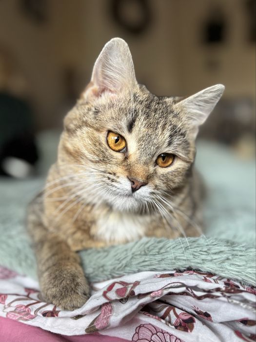 6 miesieczna kotka szuka domu