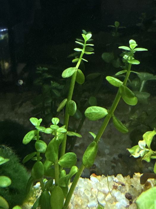 Акваріумі креветки sakura/blue dream,рослини для акваріума