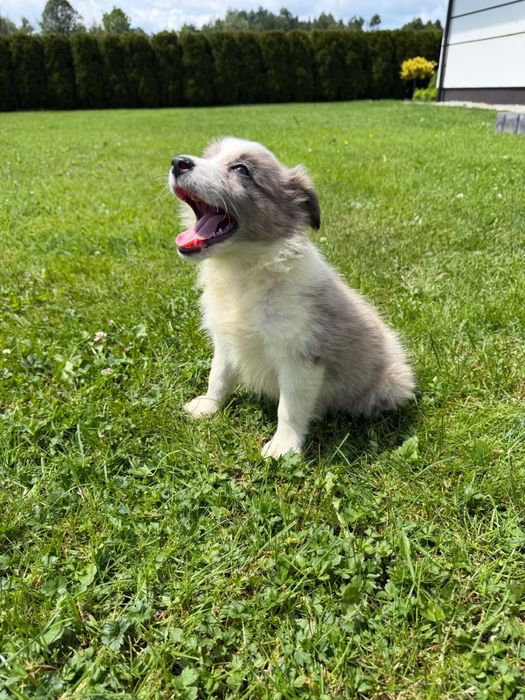Sunia Border Collie blue merle