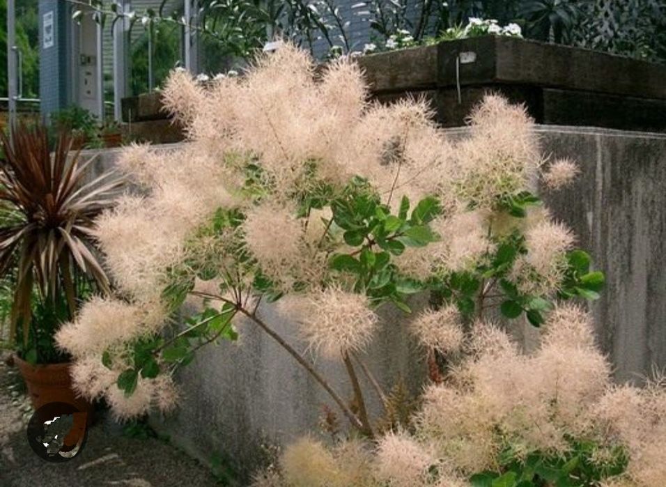 Скумпия декоративный кустарник