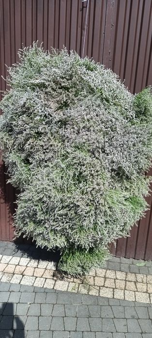 Sprzedam zatrwian tatarski z 2025 r