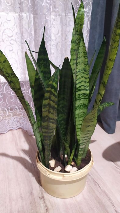 Вазони    домашні.