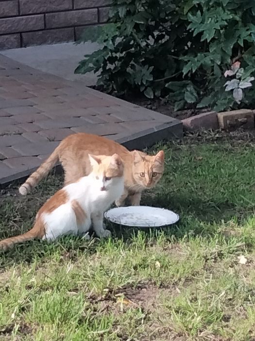 віддам двох котят в добрі руки