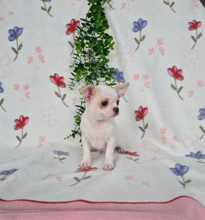 Estupendo menino mini Chihuahua Linhagem Russa de Qualidade