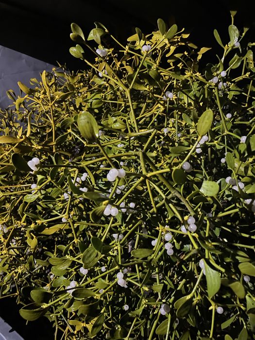 Jemioła na święta