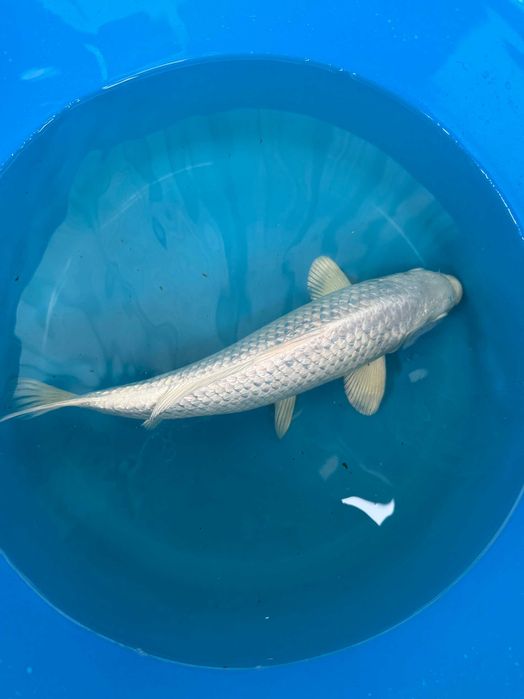 Carpa Koi PURACHINA 30cm Japonesa SAKAZUME Koi Farm