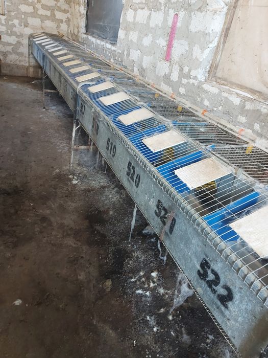 Маточні клітки кролячі