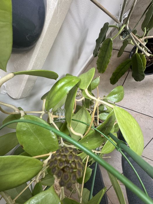 Hoya parasitica 004  cięta
