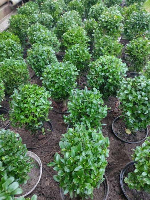 Bukszpan formowany w donicy, kule bukszpanowe - wysyłka gratis