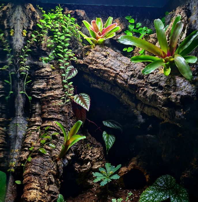 Terrarium na wymiar z aranżacją! Gekon, drzewołazy, agama